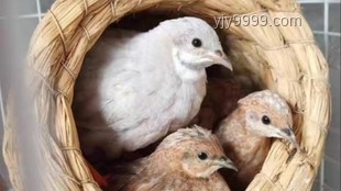 芦丁鸡作为宠物的深度解析：从网购到DIY饲养的全面探索
